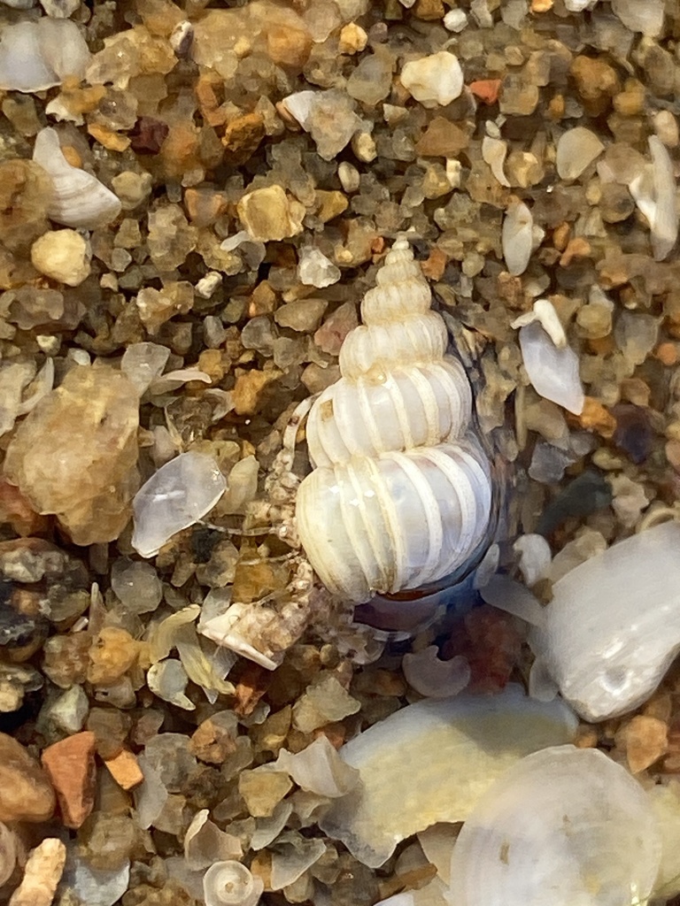 Wentletrap and Violet Snails from Lasindra Ct, Bushland Beach, QLD, AU ...