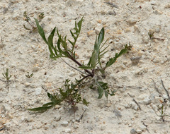 Cephalaria uralensis
