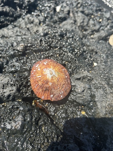 Cellana talcosa observed 2024-08-16