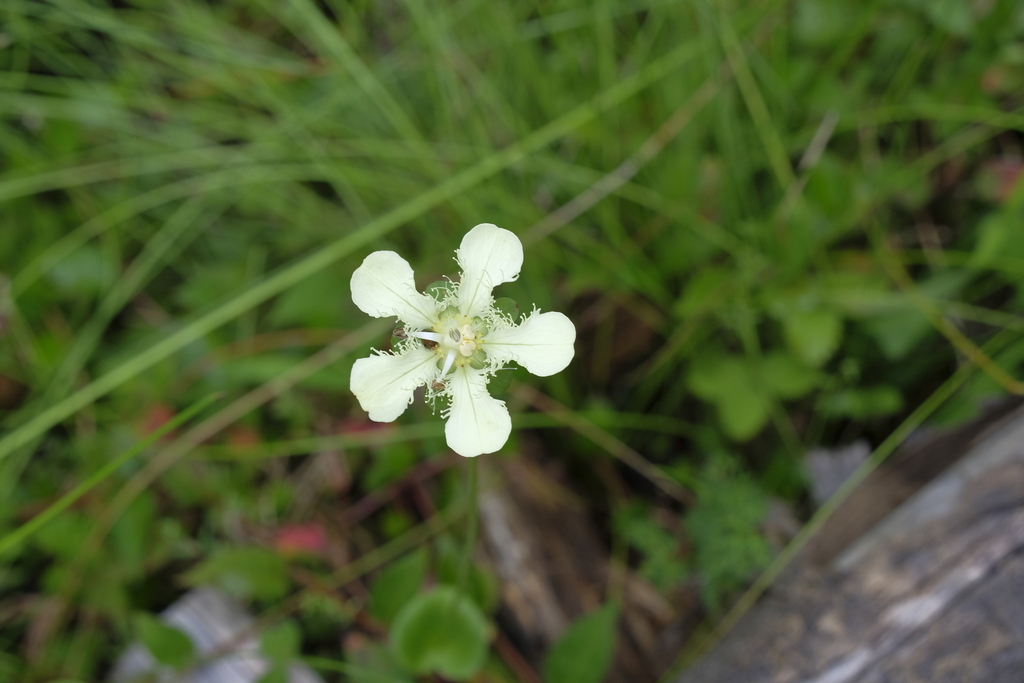 Parnassia gansuensis