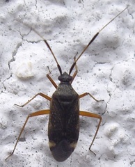 Closterotomus biclavatus