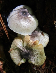 Lepiota caerulea