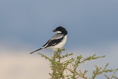 Lanius dorsalis