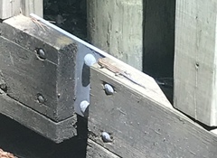 Plestiodon fasciatus