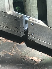 Plestiodon fasciatus