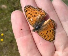 Melitaea aetherie