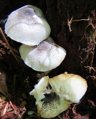 Lepiota caerulea
