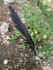 Corvus corax laurencei