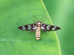 Amata lucerna