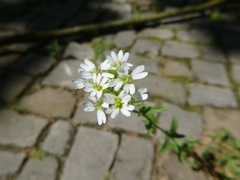 Berteroa incana