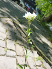 Berteroa incana
