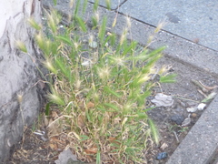 Hordeum murinum