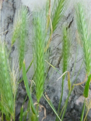 Hordeum murinum