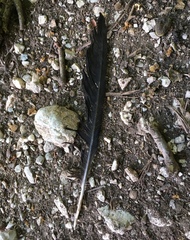 Corvus corax laurencei