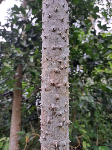 Image of Zanthoxylum ailanthoides by (c) vrxz, some rights reserved (CC BY-SA)