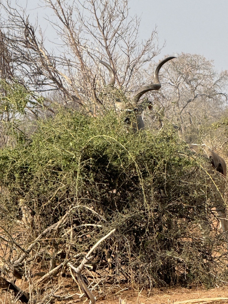 Tragelaphus strepsiceros strepsiceros, Chobe, BW-CH, BW-CH-CH, BW, by currowar