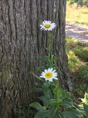 Leucanthemum × superbum