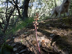 Corallorhiza maculata maculata