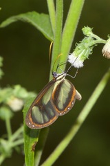 Ithomia salapia