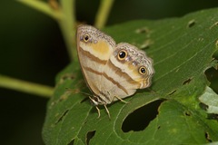 Cissia penelope