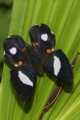 Cyrenia martia
