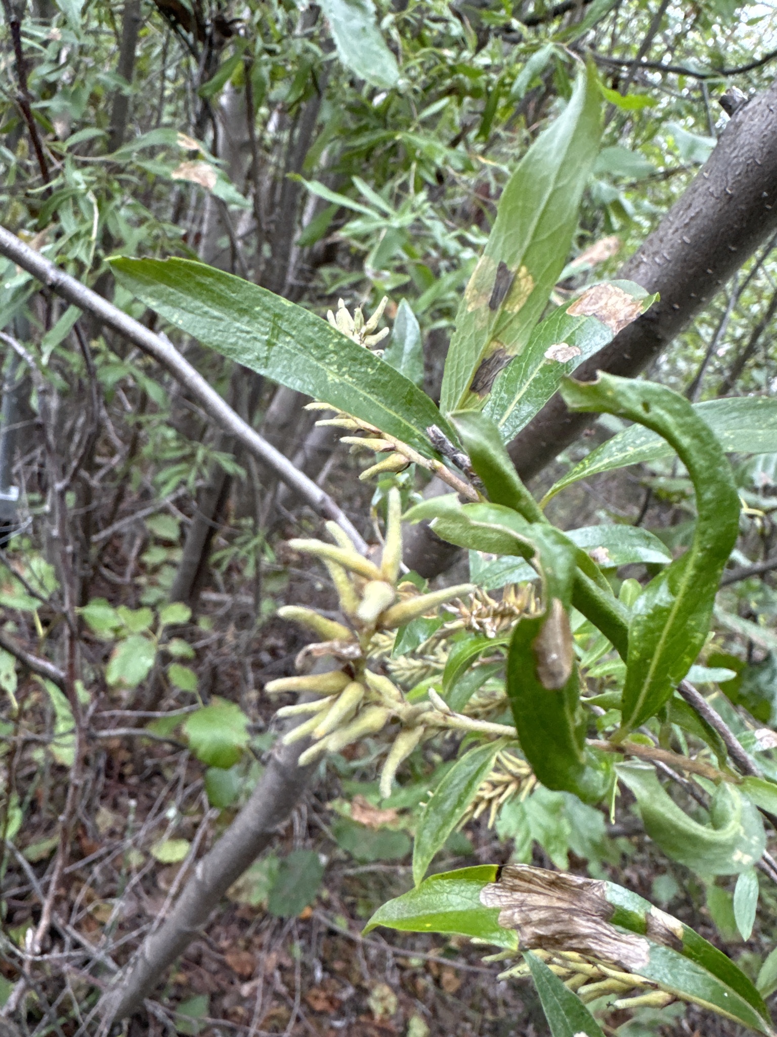Salix niphoclada