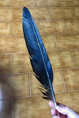 Corvus corax laurencei