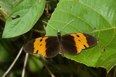 Heliconius numata