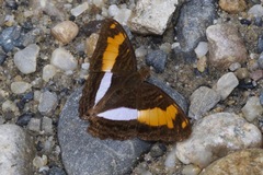 Adelpha jordani