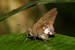 Epargyreus socus
