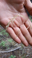 Poa wheeleri