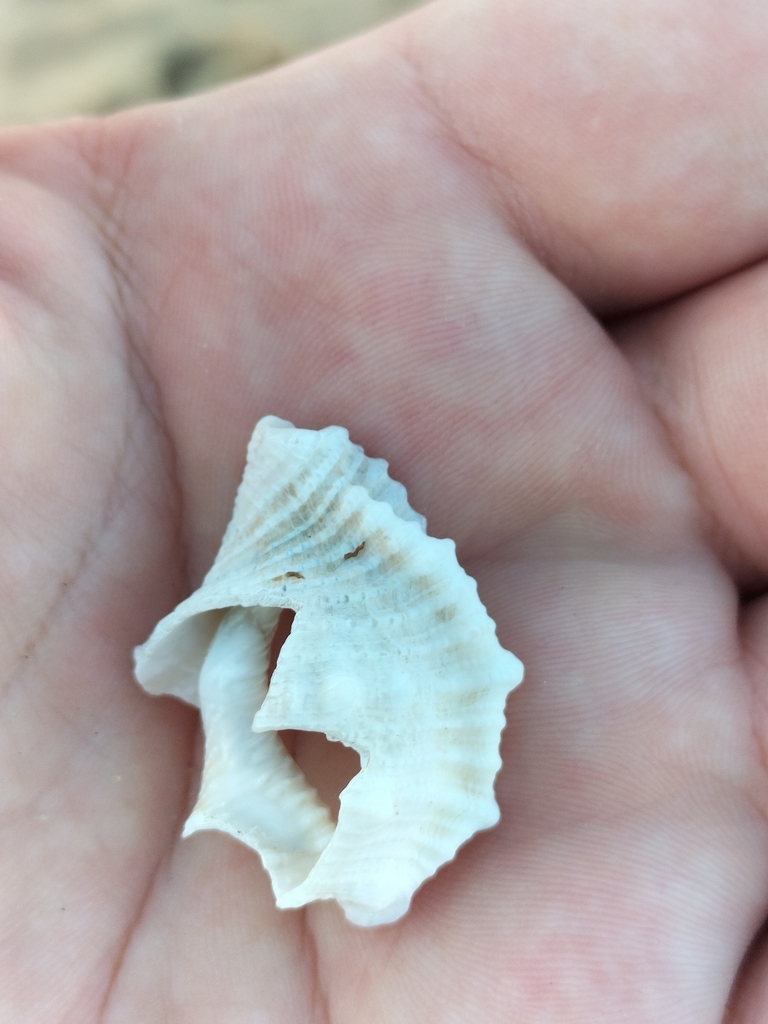 Common frogsnail