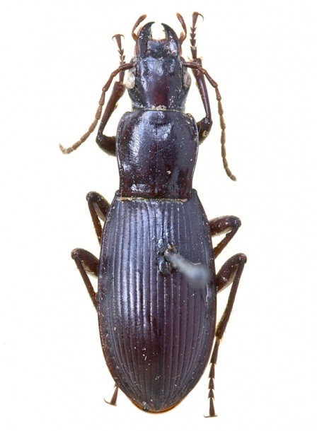 Pseudotaphoxenus subcylindricus