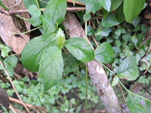 Image of Blumea megacephala by (c) vrxz, some rights reserved (CC BY-SA)