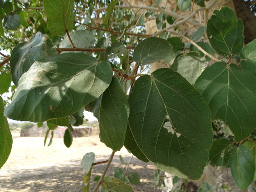 sycamore fig