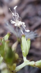 Valeriana acutiloba