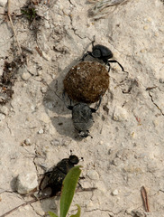 Gymnopleurus mopsus