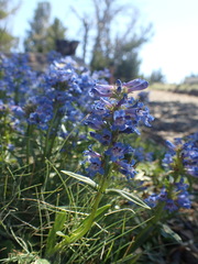 Penstemon humilis