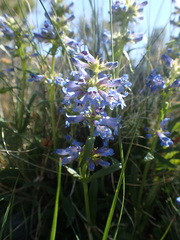 Penstemon humilis