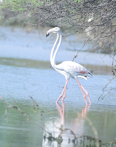 Flamant rose