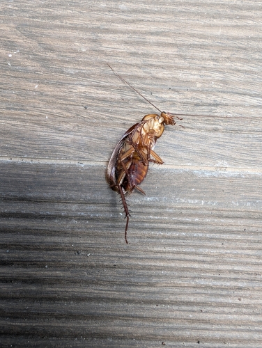 American cockroach