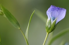 Linum perenne