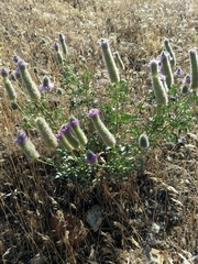 Dalea ornata