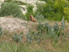 Marmota bobak