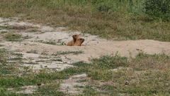 Marmota bobak
