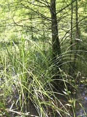 Carex decomposita
