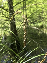 Carex decomposita