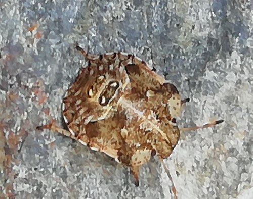 White-shouldered Shieldbug