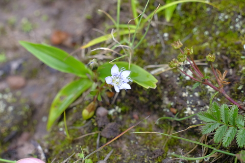 Gentiana panthaica
