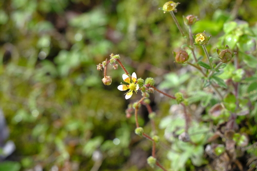 Saxifraga strigosa